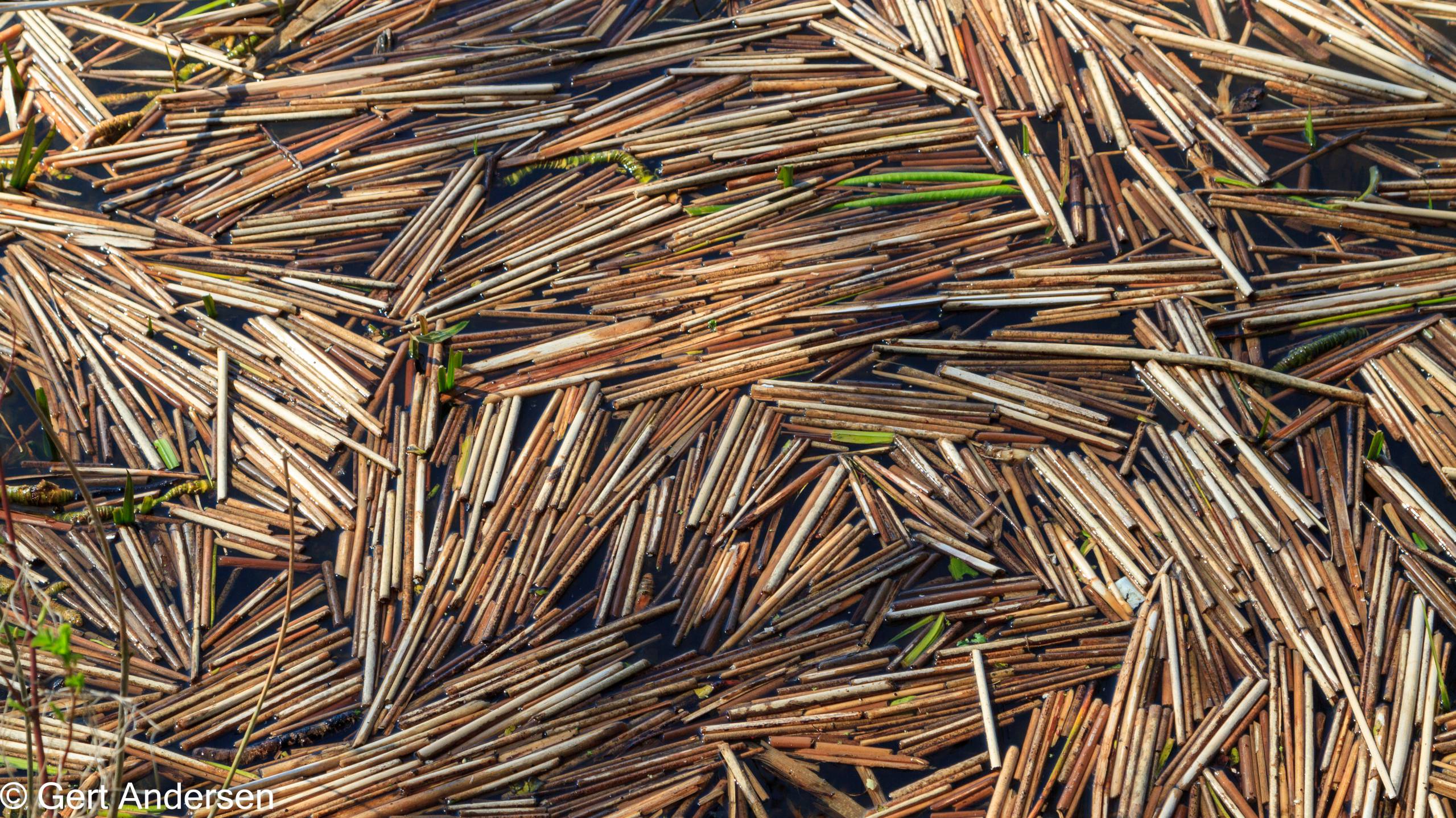 Lyngby Sø (9 of 37) compressed